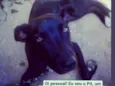 Pit