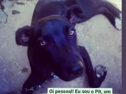 Cachorro ra a SRD idade 2 a 6 meses nome Pit