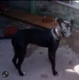 Pit