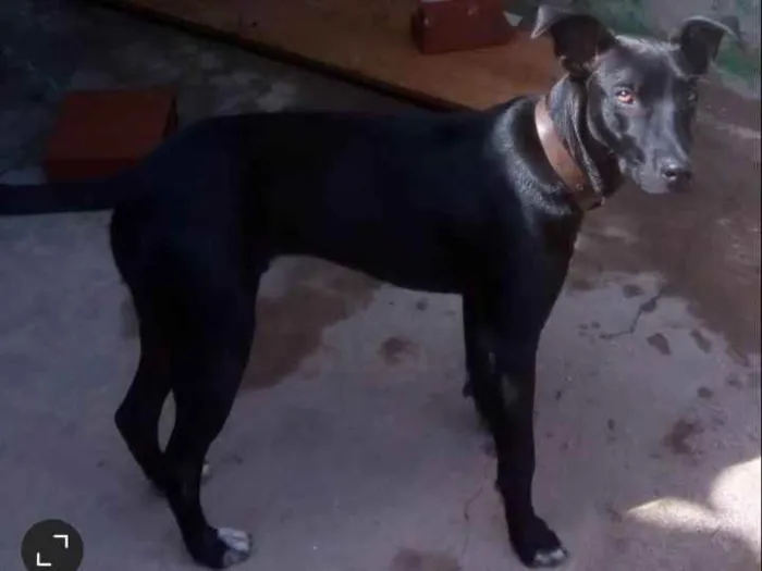 Cachorro ra a SRD idade 2 a 6 meses nome Pit