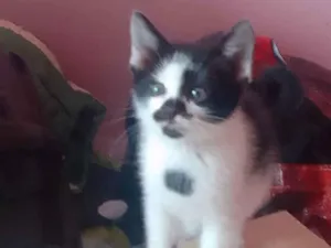 Gato ra a Srd idade Abaixo de 2 meses nome Mimoso