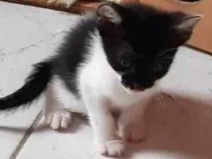 Gato ra a Srd  idade Abaixo de 2 meses nome Elisa