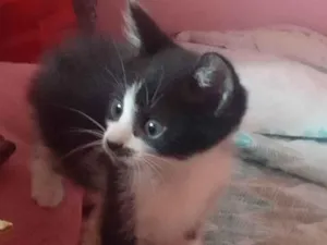 Gato ra a Srd idade Abaixo de 2 meses nome Renesmee