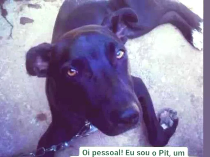 Cachorro ra a SRD idade 2 a 6 meses nome Pit