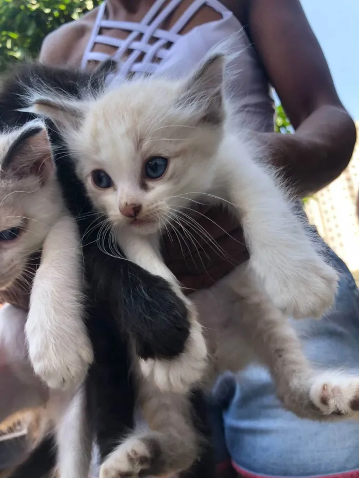 Gato ra a SRD idade Abaixo de 2 meses nome Filhotes
