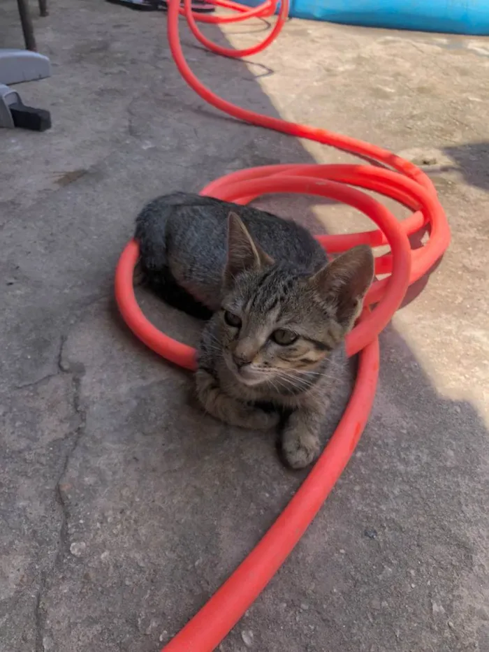 Gato ra a SRD idade Abaixo de 2 meses nome Filhotes