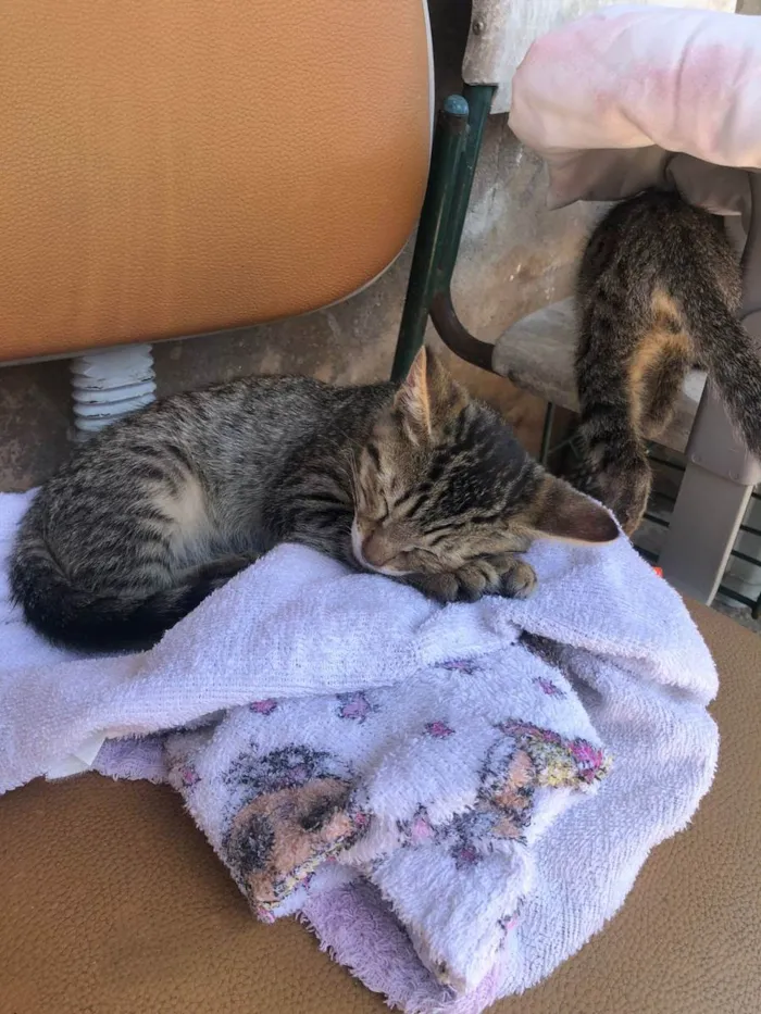 Gato ra a SRD idade Abaixo de 2 meses nome Filhotes