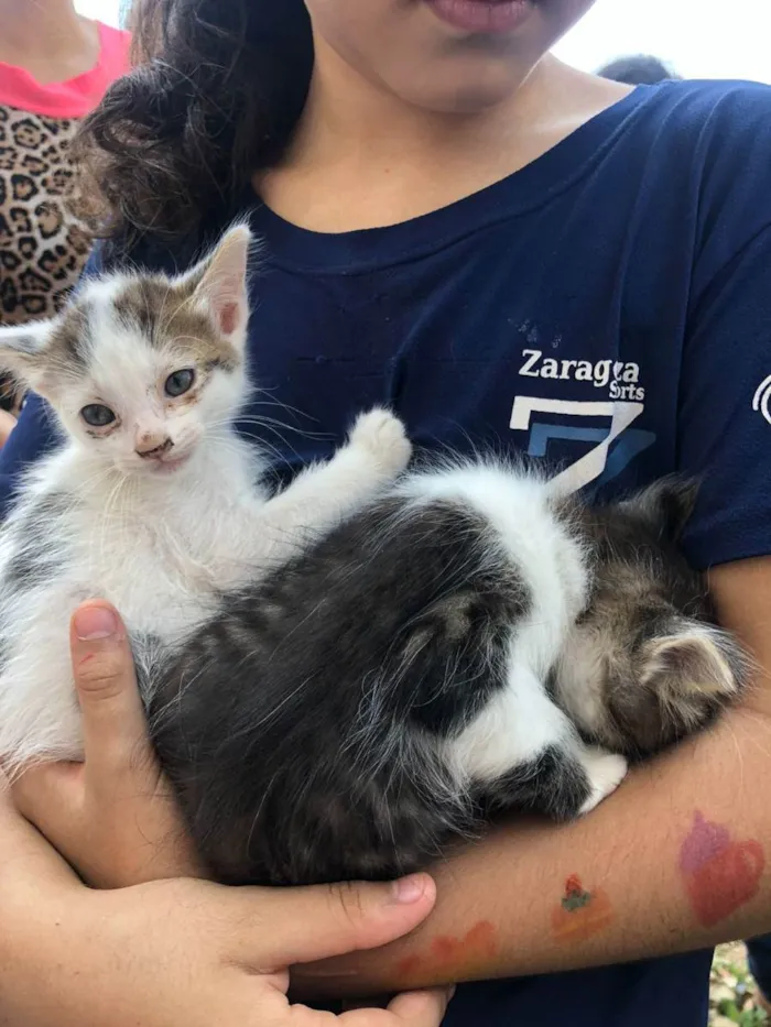 Gato ra a SRD idade Abaixo de 2 meses nome Filhotes