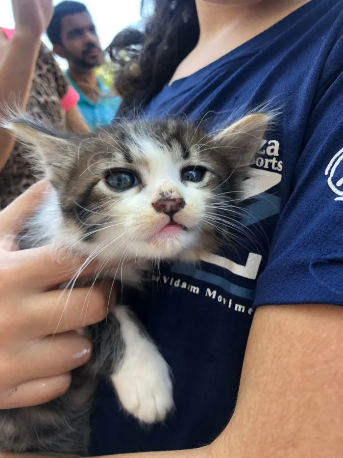 Gato ra a SRD idade Abaixo de 2 meses nome Filhotes