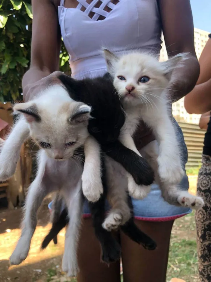 Gato ra a SRD idade Abaixo de 2 meses nome Filhotes