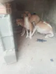 Aila pretinha e revo