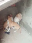 Aila pretinha e revo