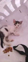 Gatinha