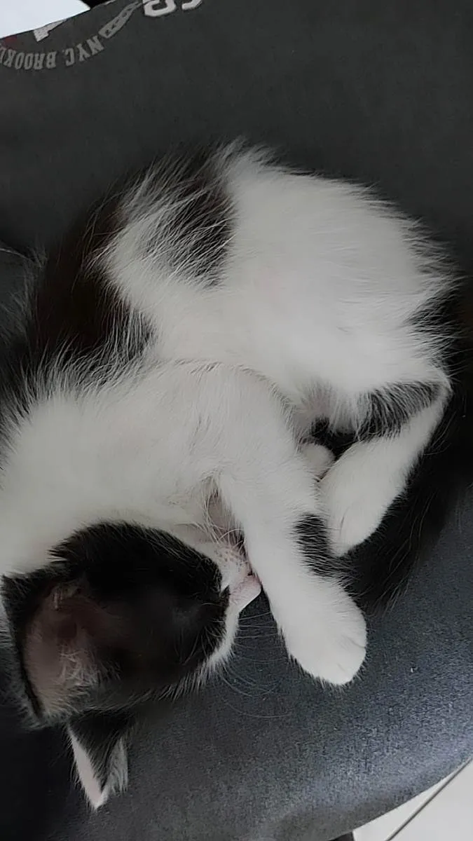 Gato ra a  idade 2 a 6 meses nome Annie
