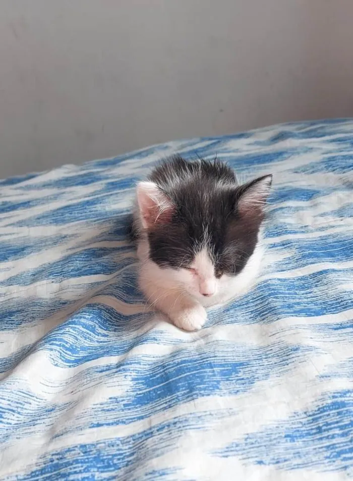 Gato ra a  idade 2 a 6 meses nome Annie