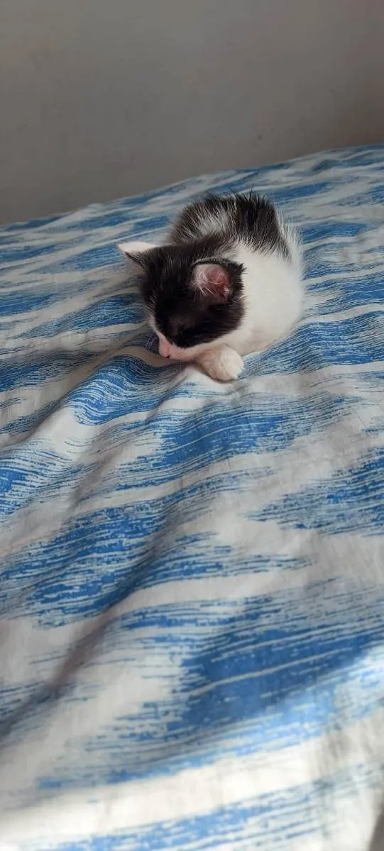 Gato ra a  idade 2 a 6 meses nome Annie