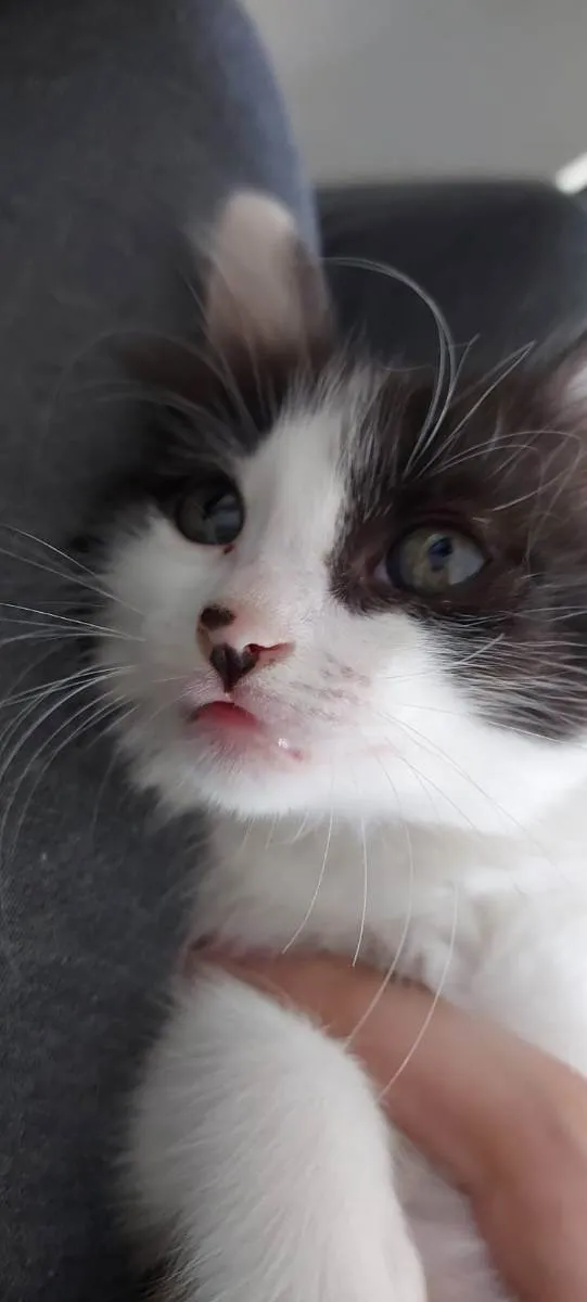 Gato ra a  idade 2 a 6 meses nome Annie