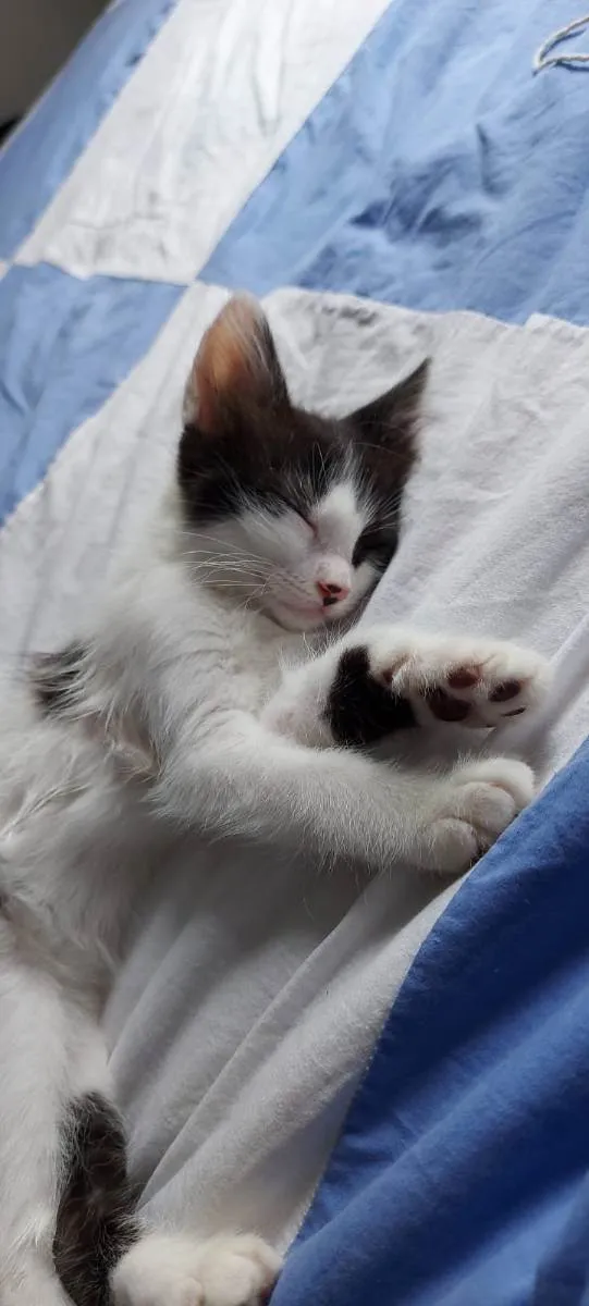 Gato ra a  idade 2 a 6 meses nome Annie