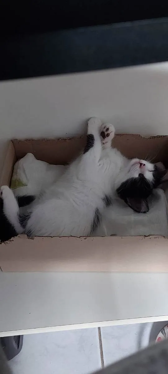 Gato ra a  idade 2 a 6 meses nome Annie