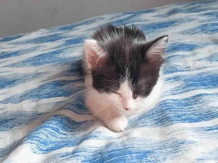 Gato ra a  idade 2 a 6 meses nome Annie