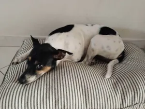 Cachorro raça Vira-lata idade 2 anos nome Dora