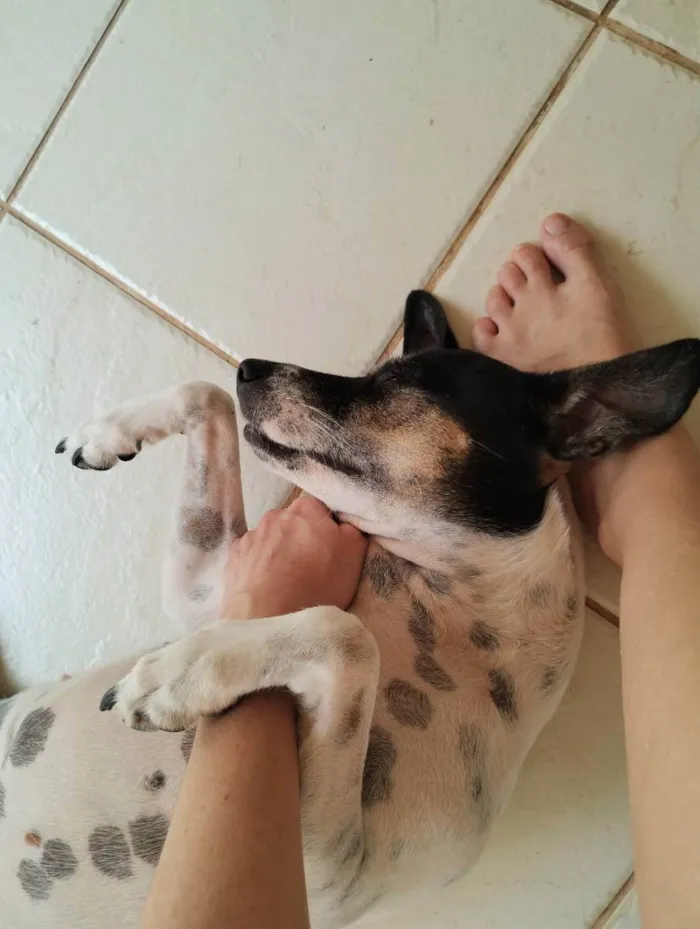 Cachorro raça Vira-lata idade 2 anos nome Dora