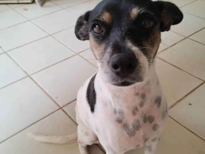 Cachorro raça Vira-lata idade 2 anos nome Dora
