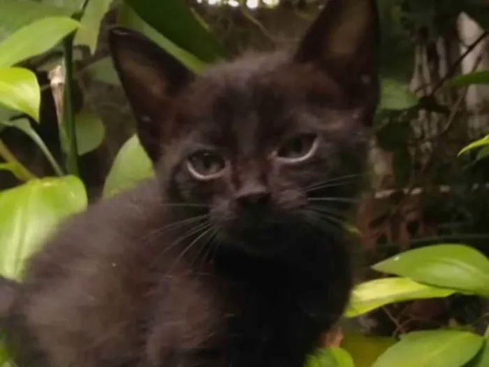 Gato raça SRD idade Abaixo de 2 meses nome Pequena