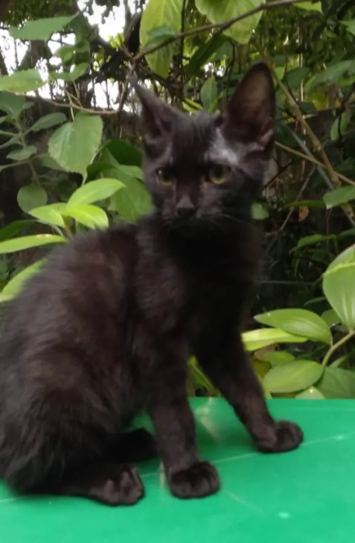 Gato ra a SRD idade 2 a 6 meses nome Fofoqueiro