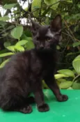 Fofoqueiro