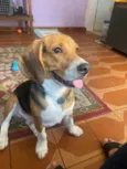 Cachorro raça Beagle idade 7 a 11 meses nome Burpee