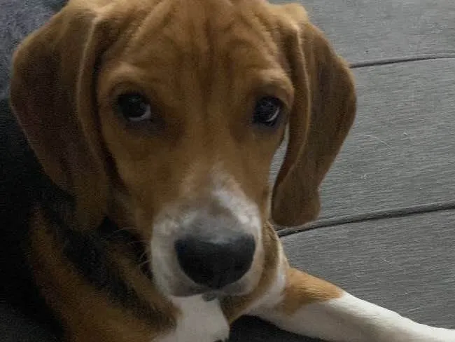 Cachorro raça Beagle idade 7 a 11 meses nome Burpee