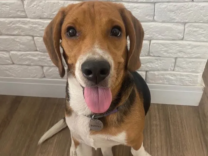 Cachorro raça Beagle idade 7 a 11 meses nome Burpee