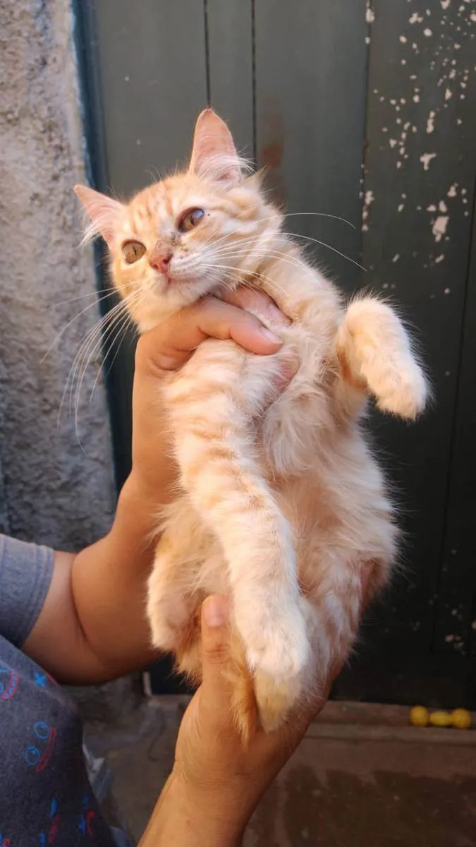 Gato ra a Sem raça definida idade 2 a 6 meses nome Loirinho