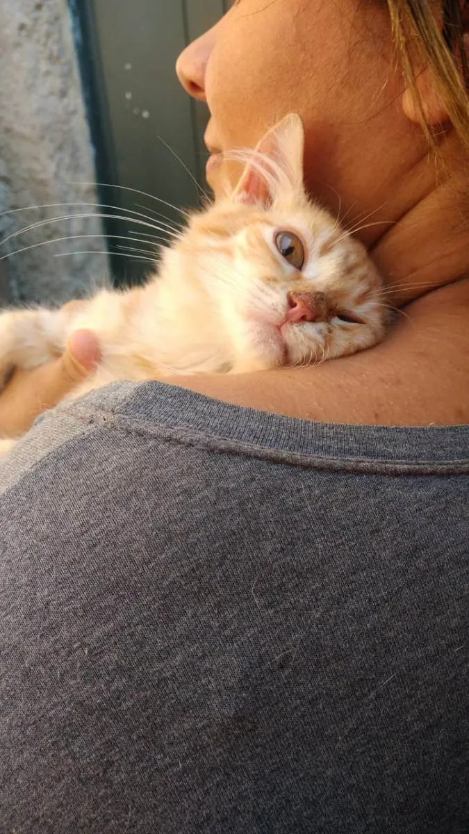Gato ra a Sem raça definida idade 2 a 6 meses nome Loirinho