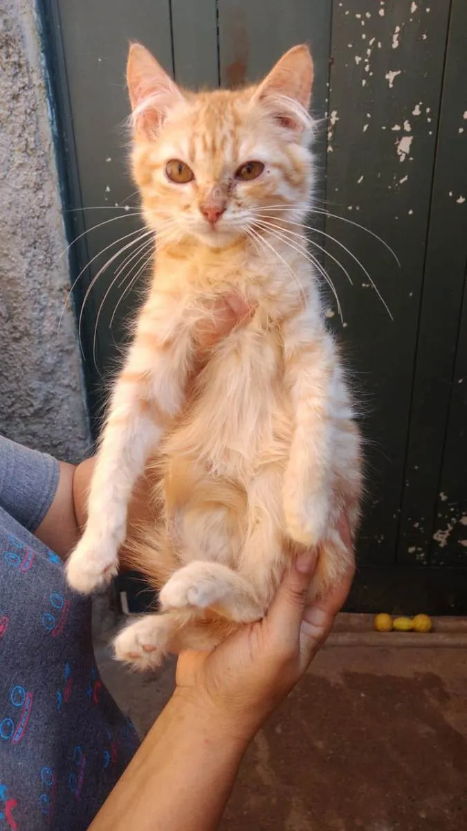 Gato ra a Sem raça definida idade 2 a 6 meses nome Loirinho