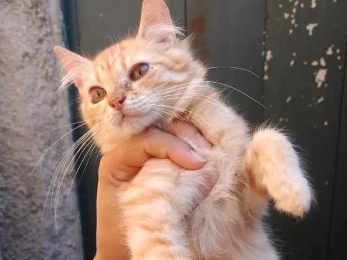 Gato ra a Sem raça definida idade 2 a 6 meses nome Loirinho