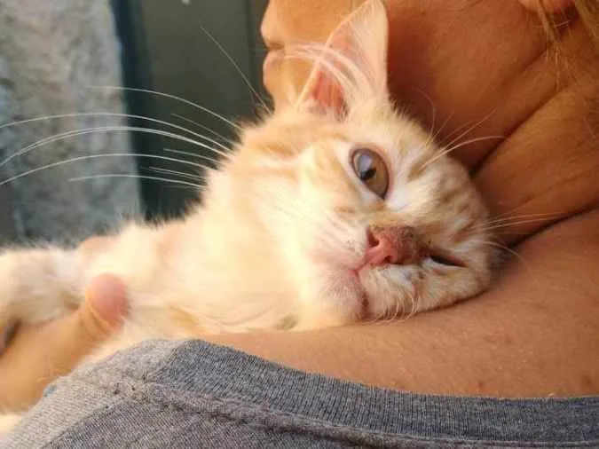Gato ra a Sem raça definida idade 2 a 6 meses nome Loirinho