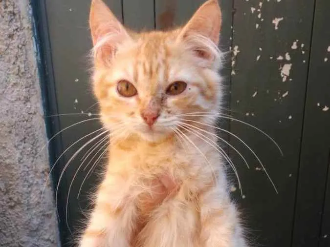 Gato ra a Sem raça definida idade 2 a 6 meses nome Loirinho