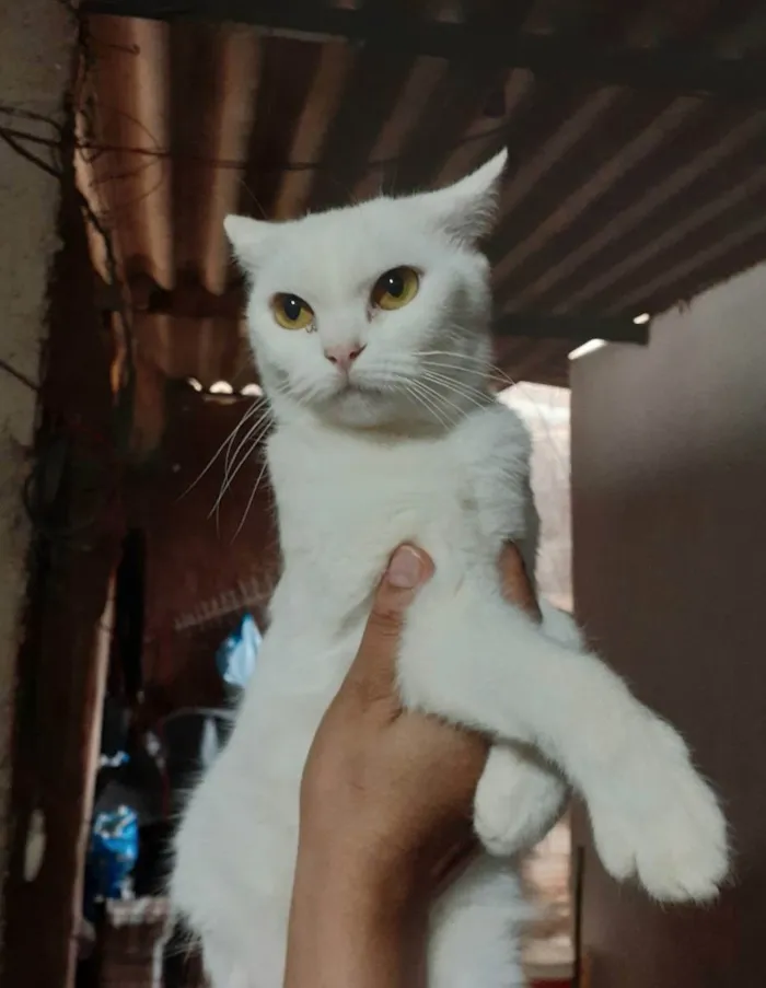 Gato ra a Sem raça definida idade 1 ano nome Cristal 