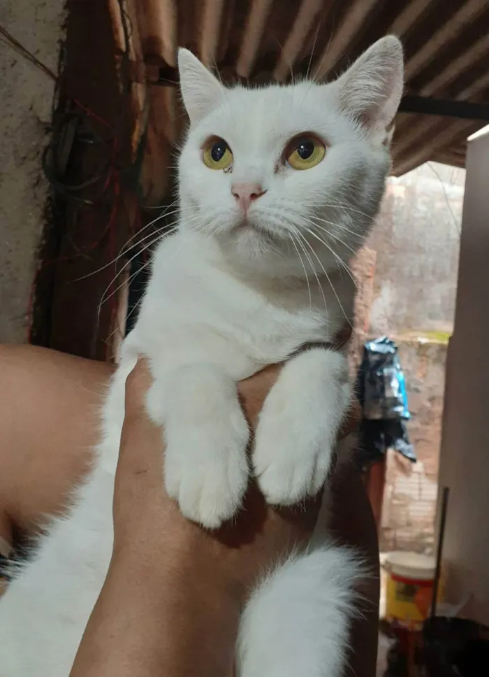 Gato ra a Sem raça definida idade 1 ano nome Cristal 
