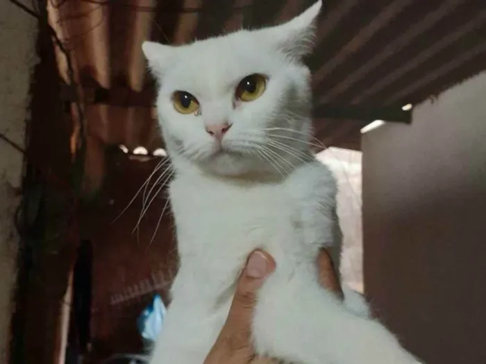 Gato ra a Sem raça definida idade 1 ano nome Cristal 