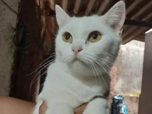 Gato raça Sem raça definida idade 1 ano nome Cristal 