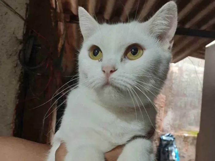 Gato ra a Sem raça definida idade 1 ano nome Cristal 