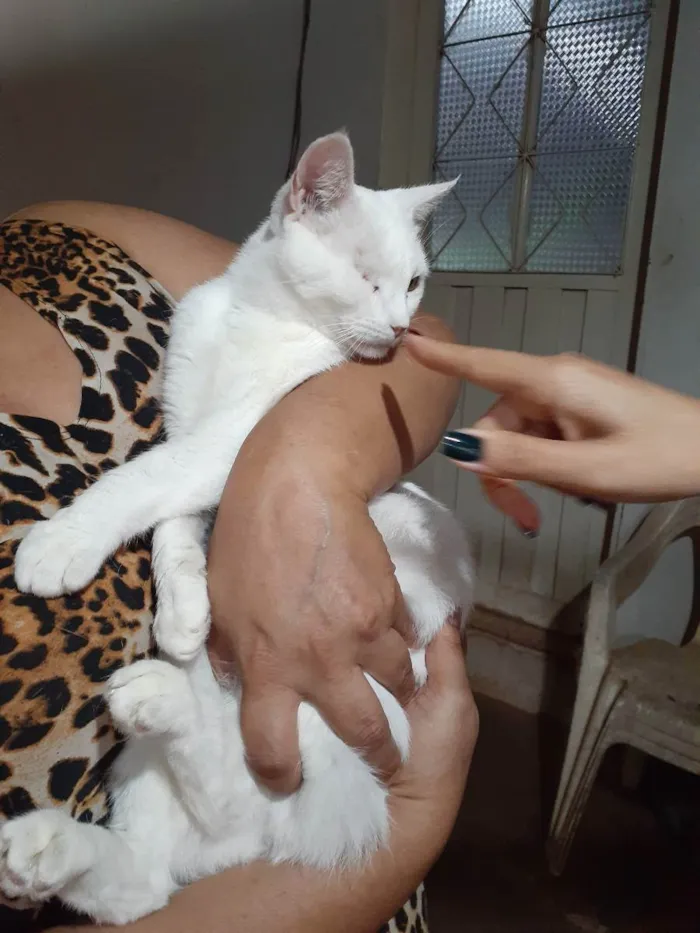 Gato ra a Sem raça definida idade 2 anos nome Bless