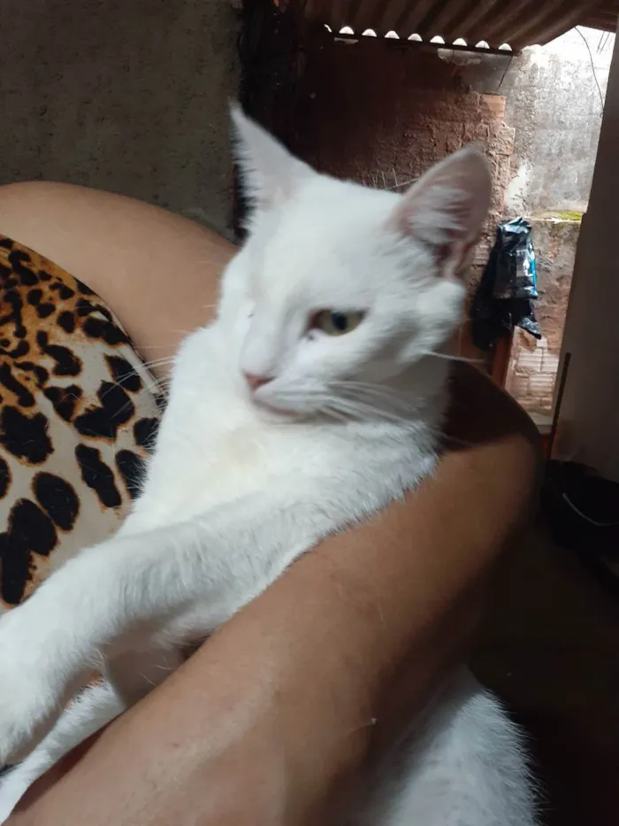 Gato ra a Sem raça definida idade 2 anos nome Bless