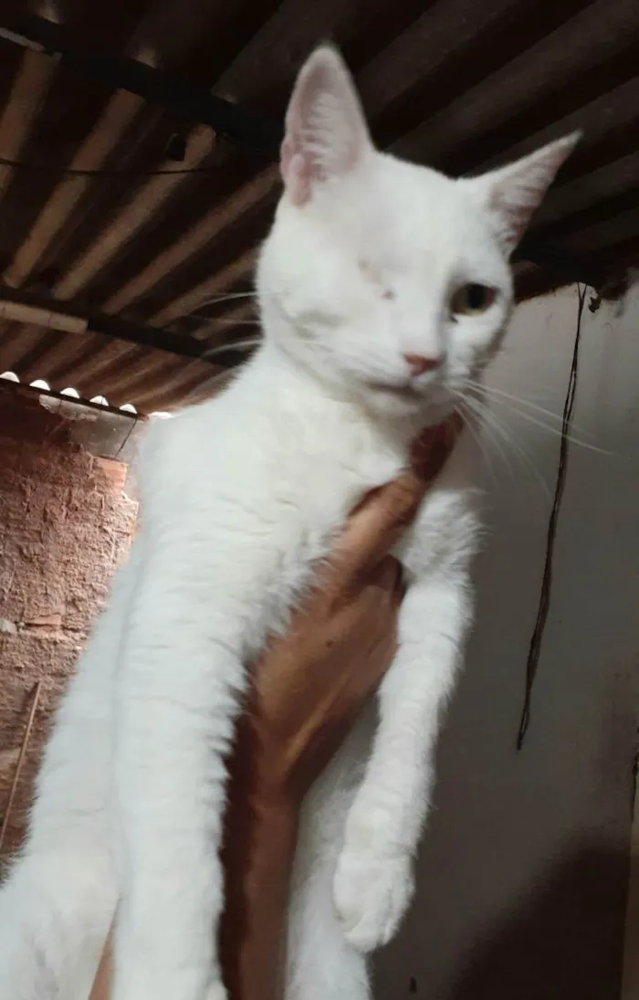 Gato ra a Sem raça definida idade 2 anos nome Bless