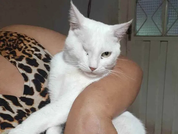 Gato ra a Sem raça definida idade 2 anos nome Bless