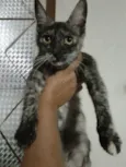 Brisa 