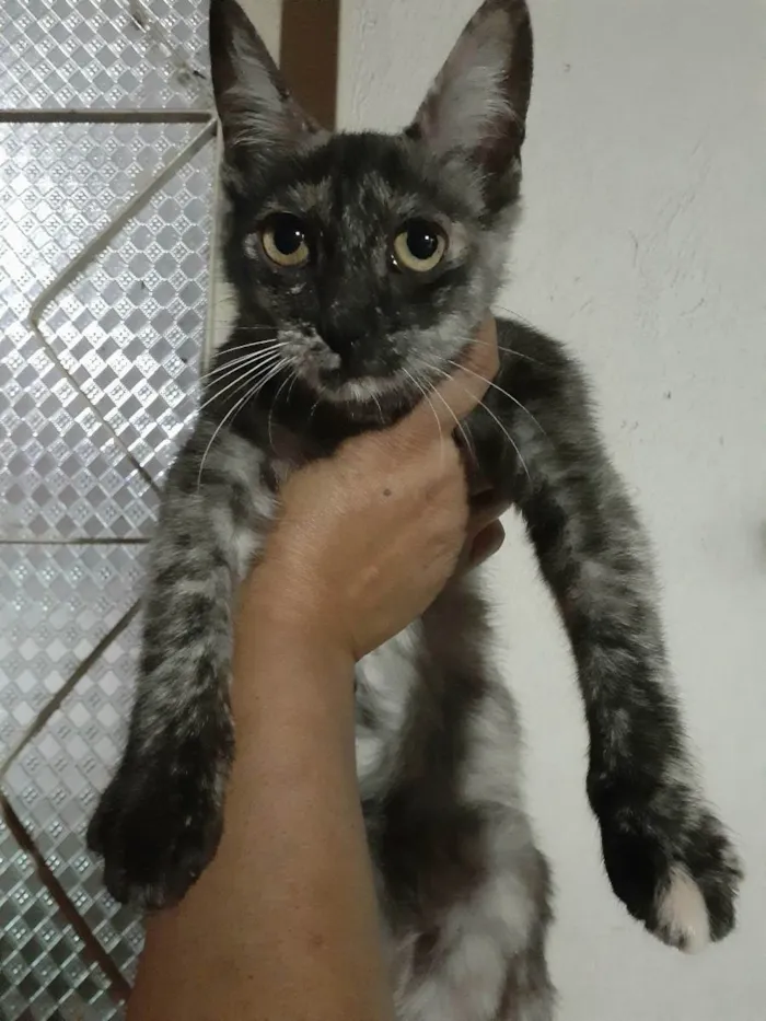 Cachorro ra a Sem raça definida idade 7 a 11 meses nome Brisa 